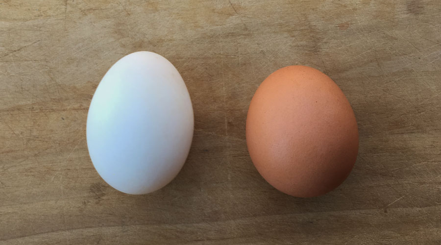 تفاوت تخم اردک و مرغ