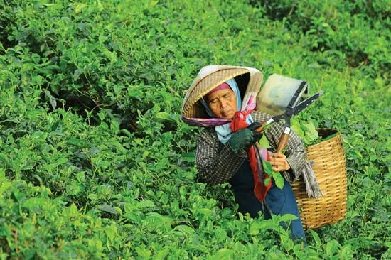 **زن در حال برداشت چای در باغ چای.** (Translation: Woman harvesting tea in a tea garden.)
